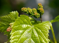 Primavera